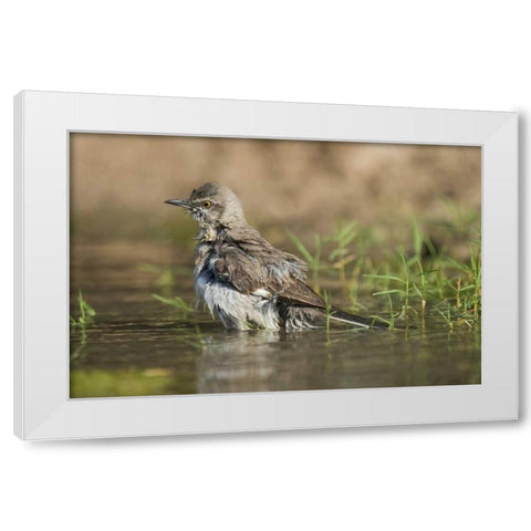 Texas, Starr Co Northern mockingbird bathing White Modern Wood Framed Art Print by Welling, Dave