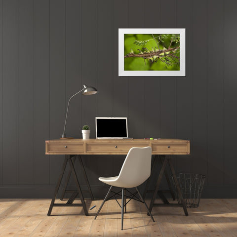 Texas, Hidalgo Co, Thorn treehoppers on a limb White Modern Wood Framed Art Print by Welling, Dave