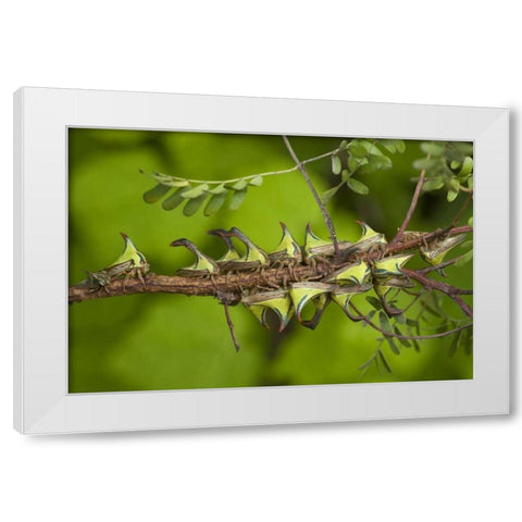 Texas, Hidalgo Co, Thorn treehoppers on a limb White Modern Wood Framed Art Print by Welling, Dave