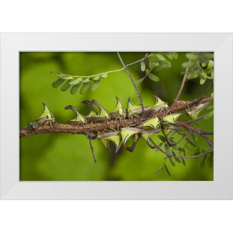 Texas, Hidalgo Co, Thorn treehoppers on a limb White Modern Wood Framed Art Print by Welling, Dave