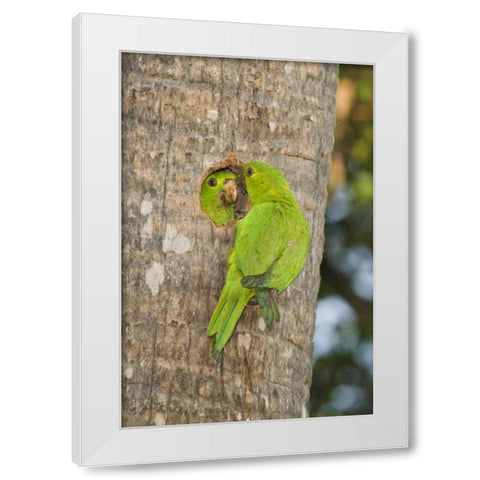 TX, McAllen Green parakeets at cavity nest White Modern Wood Framed Art Print by Welling, Dave
