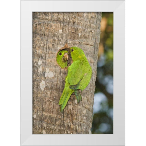 TX, McAllen Green parakeets at cavity nest White Modern Wood Framed Art Print by Welling, Dave