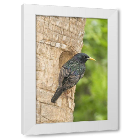 TX, McAllen European starling making a nest White Modern Wood Framed Art Print by Welling, Dave
