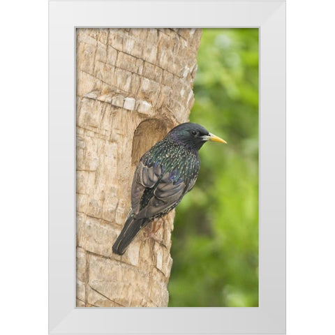 TX, McAllen European starling making a nest White Modern Wood Framed Art Print by Welling, Dave