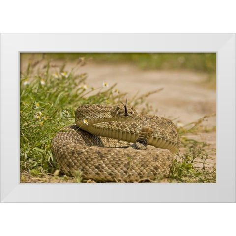 TX, Hidalgo Co, Western diamondback rattlesnake White Modern Wood Framed Art Print by Illg, Cathy and Gordon