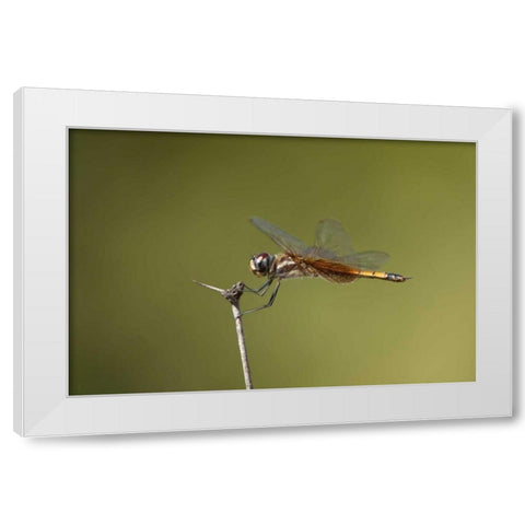 TX, Austin Striped saddlebags dragonfly on stem White Modern Wood Framed Art Print by Welling, Dave