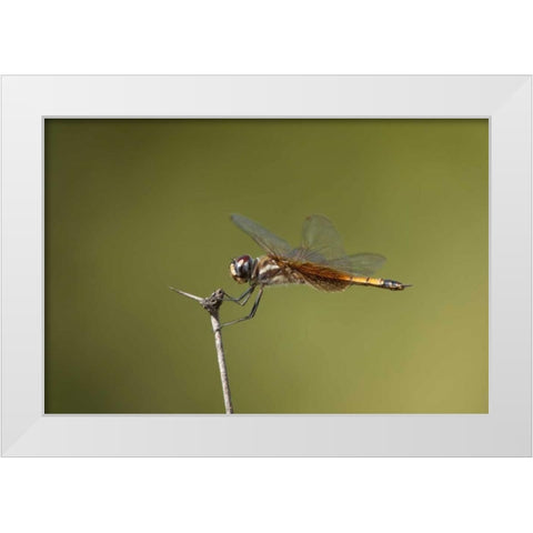 TX, Austin Striped saddlebags dragonfly on stem White Modern Wood Framed Art Print by Welling, Dave