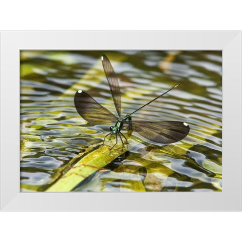 Texas Sparkling jewelwing perched on a leaf White Modern Wood Framed Art Print by Welling, Dave