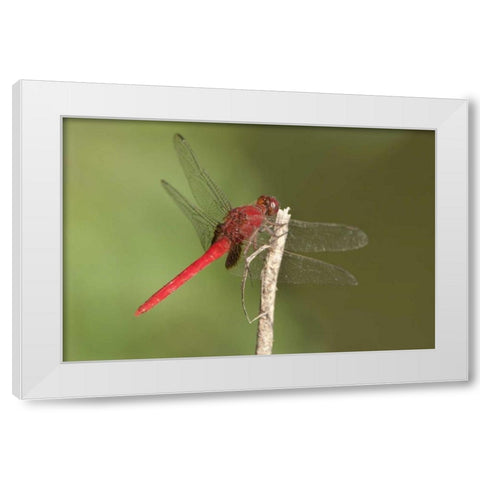 TX, Santa Ana NWR Male claret pondhawk dragonfly White Modern Wood Framed Art Print by Welling, Dave
