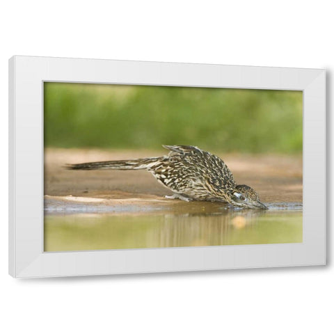 TX, Greater roadrunner bird drinking at a pond White Modern Wood Framed Art Print by Welling, Dave