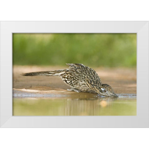 TX, Greater roadrunner bird drinking at a pond White Modern Wood Framed Art Print by Welling, Dave