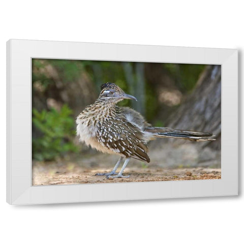 Texas, Rio Grande Valley Greater roadrunner bird White Modern Wood Framed Art Print by Welling, Dave