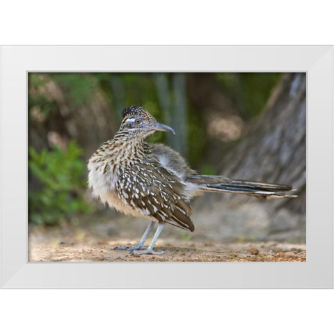 Texas, Rio Grande Valley Greater roadrunner bird White Modern Wood Framed Art Print by Welling, Dave