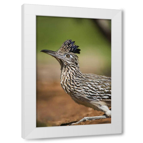 Texas, Rio Grande Valley Greater roadrunner bird White Modern Wood Framed Art Print by Welling, Dave