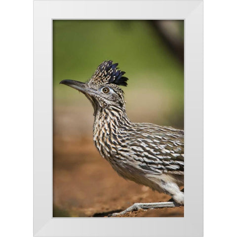 Texas, Rio Grande Valley Greater roadrunner bird White Modern Wood Framed Art Print by Welling, Dave