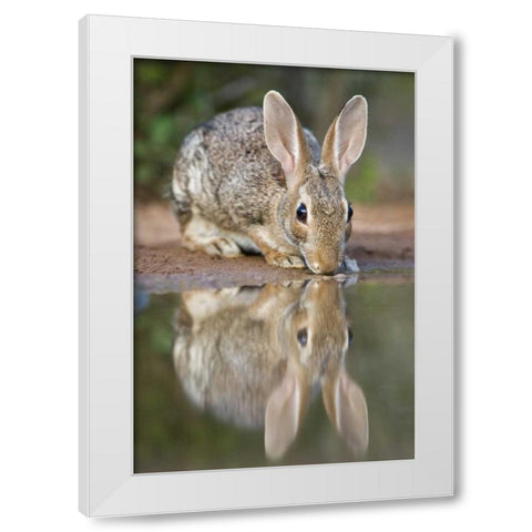 TX, Desert cottontail rabbit drinking at a pond White Modern Wood Framed Art Print by Welling, Dave
