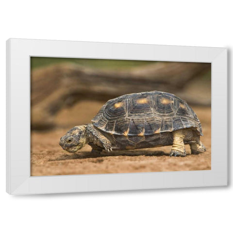 Texas, Rio Grande Valley Texas tortoise White Modern Wood Framed Art Print by Welling, Dave