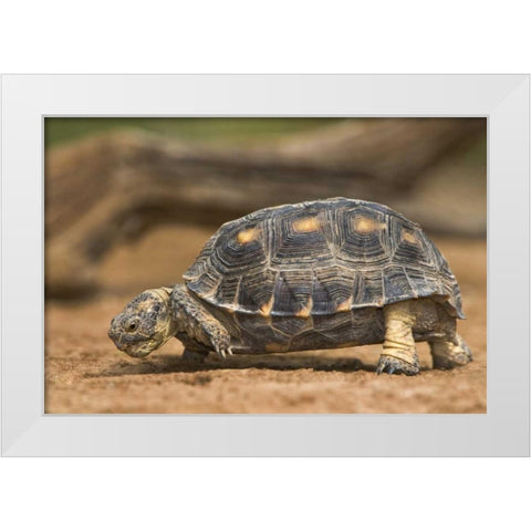 Texas, Rio Grande Valley Texas tortoise White Modern Wood Framed Art Print by Welling, Dave