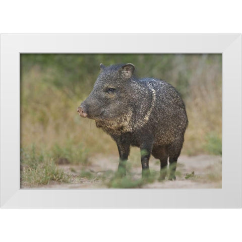 Texas, Rio Grande Valley Close-up of javelina White Modern Wood Framed Art Print by Welling, Dave