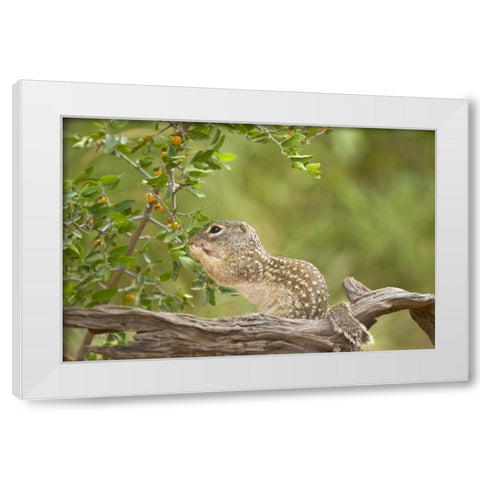 Texas, Mexican ground squirrel eating leaf White Modern Wood Framed Art Print by Welling, Dave