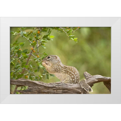 Texas, Mexican ground squirrel eating leaf White Modern Wood Framed Art Print by Welling, Dave