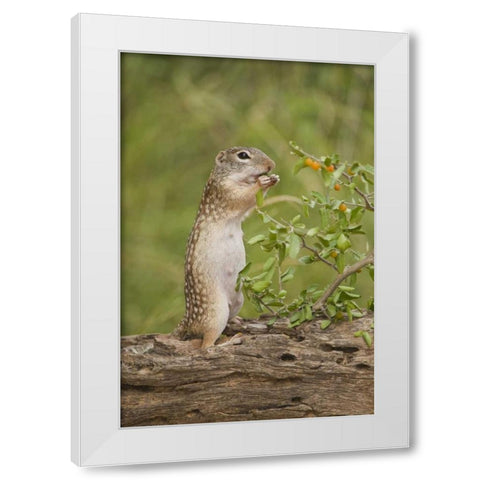Texas, Mexican ground squirrel eating leaf White Modern Wood Framed Art Print by Welling, Dave