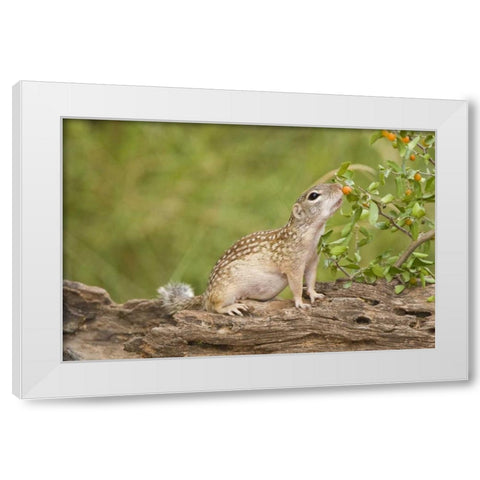 TX, Rio Grande Valley Mexican ground squirrel White Modern Wood Framed Art Print by Welling, Dave