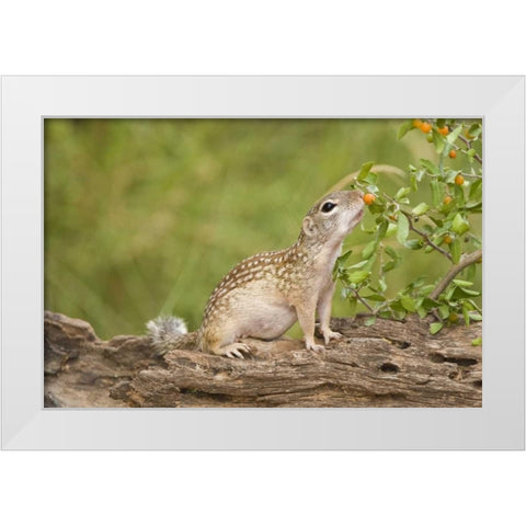 TX, Rio Grande Valley Mexican ground squirrel White Modern Wood Framed Art Print by Welling, Dave