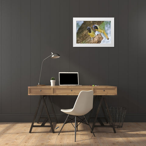 TX, Mated pair of green jays perched in a tree White Modern Wood Framed Art Print by Welling, Dave