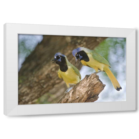 TX, Mated pair of green jays perched in a tree White Modern Wood Framed Art Print by Welling, Dave