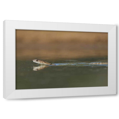 TX, Western coachwhip snake swims in a small pond White Modern Wood Framed Art Print by Welling, Dave