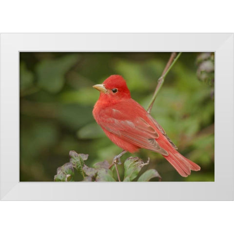 TX, South Padre Is Male summer tanager on a limb White Modern Wood Framed Art Print by Welling, Dave