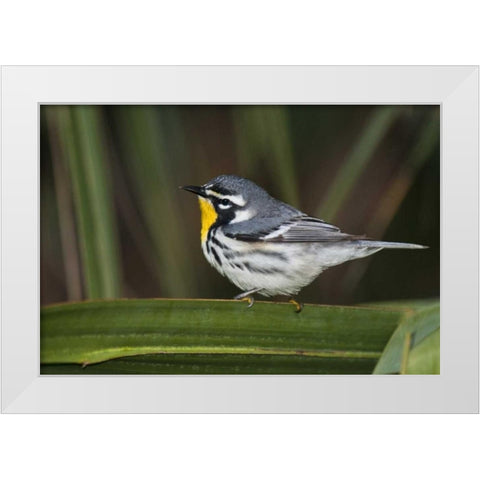 TX, South Padre Isl Male yellow-throated warbler White Modern Wood Framed Art Print by Welling, Dave
