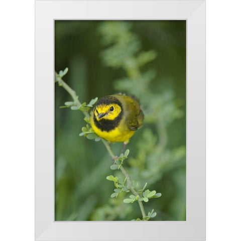 TX, South Padre Island Male hooded warbler White Modern Wood Framed Art Print by Welling, Dave
