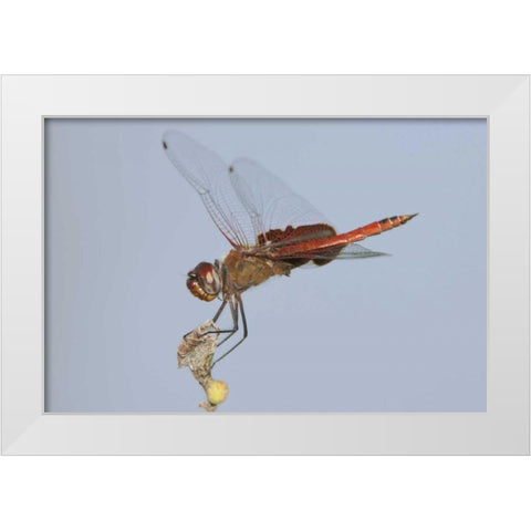 TX, Travis Co, Red saddlebags perches on a limb White Modern Wood Framed Art Print by Welling, Dave