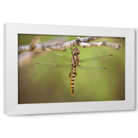 TX, Travis Co, Spot-winged glider dragonfly White Modern Wood Framed Art Print by Welling, Dave