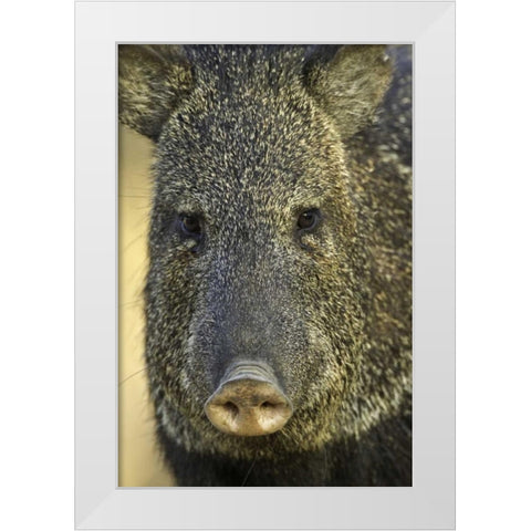 Texas Frontal view of collard peccary White Modern Wood Framed Art Print by Lord, Fred