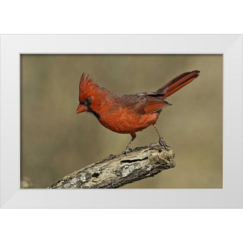 Texas Northern cardinal on branch White Modern Wood Framed Art Print by Lord, Fred