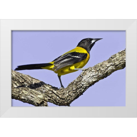 Texas, Santa Clara Ranch Audubon oriole on limb White Modern Wood Framed Art Print by Lord, Fred