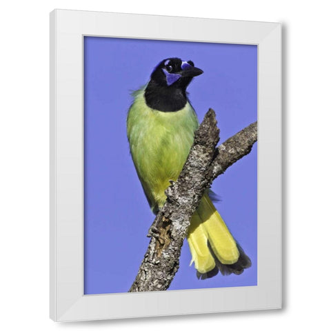 USA, Texas, Santa Clara Ranch Green jay on limb White Modern Wood Framed Art Print by Lord, Fred