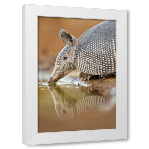 Texas Nine-banded armadillo drinking White Modern Wood Framed Art Print by Lord, Fred