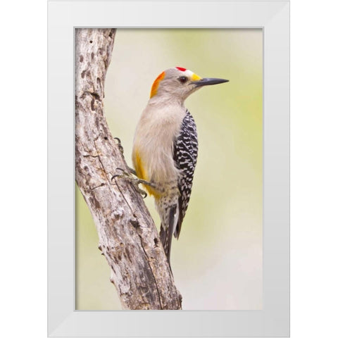 TX, Mission Golden-fronted woodpecker on branch White Modern Wood Framed Art Print by Lord, Fred
