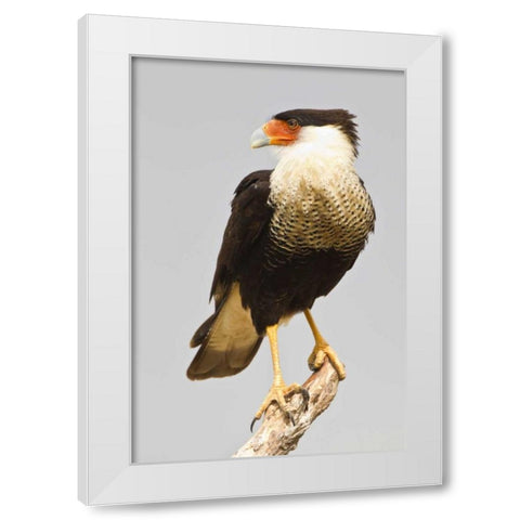 TX, Mission Crested caracara standing on branch White Modern Wood Framed Art Print by Lord, Fred