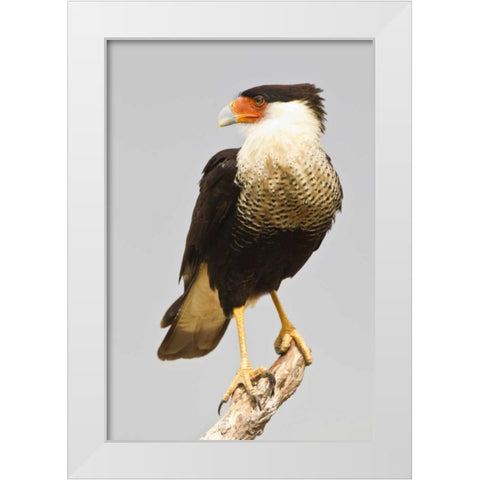 TX, Mission Crested caracara standing on branch White Modern Wood Framed Art Print by Lord, Fred