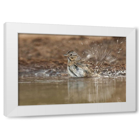 Texas Lincolns sparrow bathing in a waterhole White Modern Wood Framed Art Print by Welling, Dave