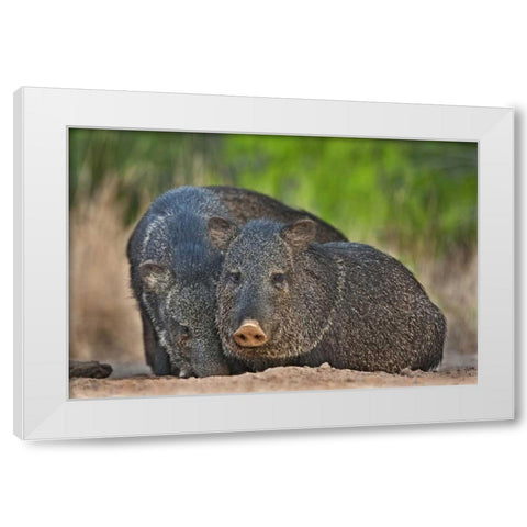 Texas, Santa Clara Ranch Two wild javelinas White Modern Wood Framed Art Print by Welling, Dave
