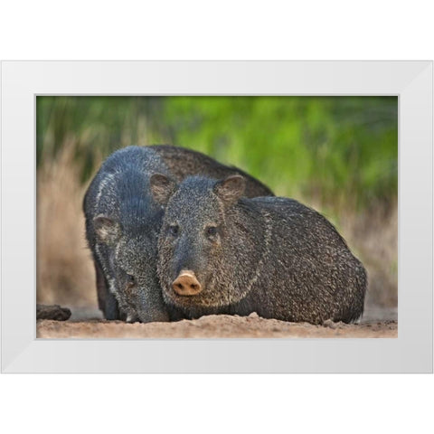 Texas, Santa Clara Ranch Two wild javelinas White Modern Wood Framed Art Print by Welling, Dave
