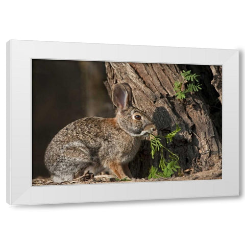 Texas Desert cottontail rabbit eating plant White Modern Wood Framed Art Print by Welling, Dave