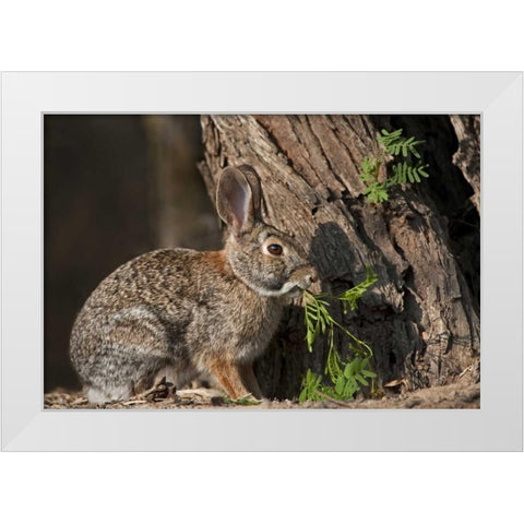 Texas Desert cottontail rabbit eating plant White Modern Wood Framed Art Print by Welling, Dave