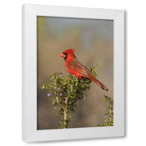 Texas Male northern cardinal atop tree limb White Modern Wood Framed Art Print by Welling, Dave